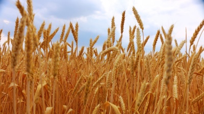 Slovak celebration of decent grain harvest marred by sheep’s milk protest